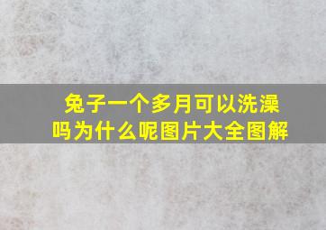 兔子一个多月可以洗澡吗为什么呢图片大全图解