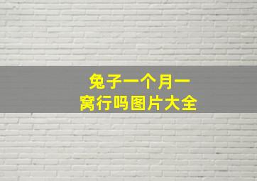 兔子一个月一窝行吗图片大全