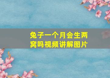 兔子一个月会生两窝吗视频讲解图片