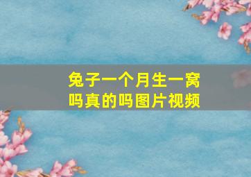 兔子一个月生一窝吗真的吗图片视频