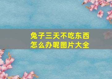 兔子三天不吃东西怎么办呢图片大全