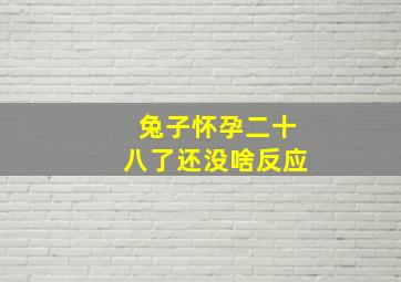 兔子怀孕二十八了还没啥反应