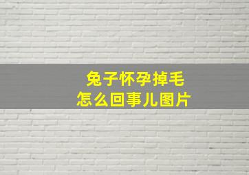 兔子怀孕掉毛怎么回事儿图片