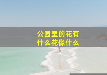 公园里的花有什么花像什么