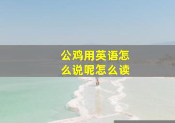 公鸡用英语怎么说呢怎么读