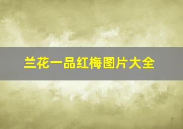 兰花一品红梅图片大全