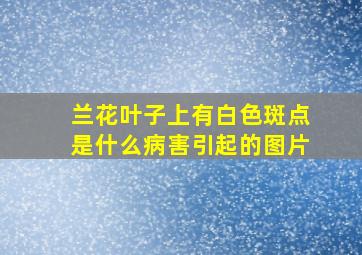 兰花叶子上有白色斑点是什么病害引起的图片