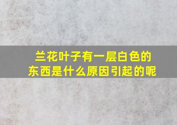 兰花叶子有一层白色的东西是什么原因引起的呢