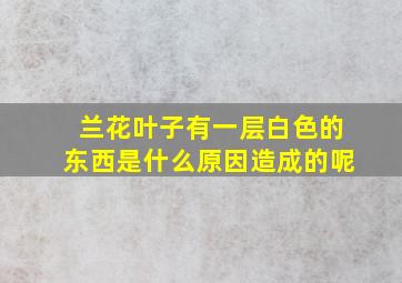 兰花叶子有一层白色的东西是什么原因造成的呢