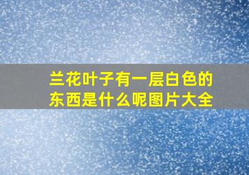 兰花叶子有一层白色的东西是什么呢图片大全