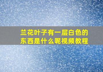 兰花叶子有一层白色的东西是什么呢视频教程