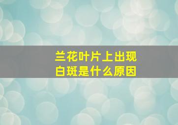 兰花叶片上出现白斑是什么原因