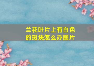 兰花叶片上有白色的斑块怎么办图片