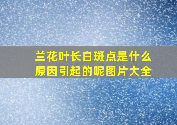 兰花叶长白斑点是什么原因引起的呢图片大全