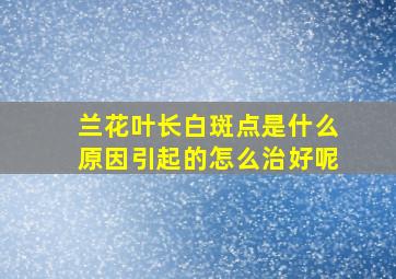 兰花叶长白斑点是什么原因引起的怎么治好呢