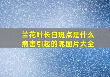 兰花叶长白斑点是什么病害引起的呢图片大全