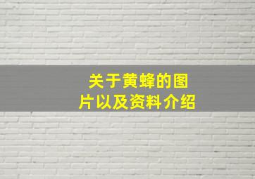 关于黄蜂的图片以及资料介绍