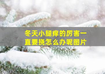 冬天小腿痒的厉害一直要挠怎么办呢图片