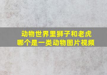 动物世界里狮子和老虎哪个是一类动物图片视频