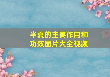 半夏的主要作用和功效图片大全视频