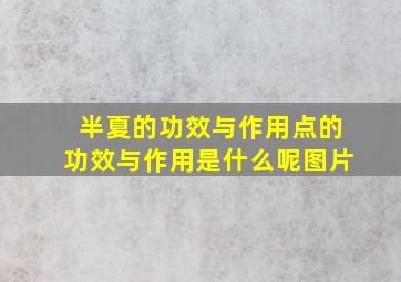 半夏的功效与作用点的功效与作用是什么呢图片