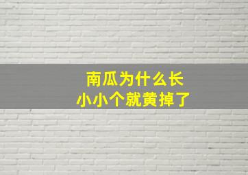 南瓜为什么长小小个就黄掉了