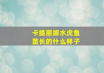 卡提丽娜水虎鱼苗长的什么样子