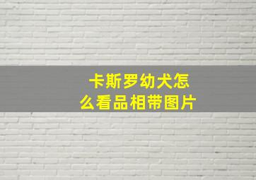 卡斯罗幼犬怎么看品相带图片