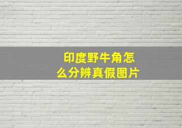 印度野牛角怎么分辨真假图片