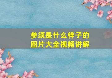 参须是什么样子的图片大全视频讲解