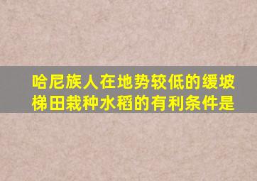 哈尼族人在地势较低的缓坡梯田栽种水稻的有利条件是