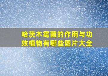 哈茨木霉菌的作用与功效植物有哪些图片大全