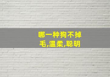 哪一种狗不掉毛,温柔,聪明