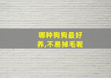 哪种狗狗最好养,不易掉毛呢