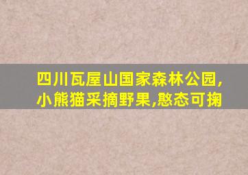 四川瓦屋山国家森林公园,小熊猫采摘野果,憨态可掬