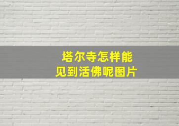 塔尔寺怎样能见到活佛呢图片