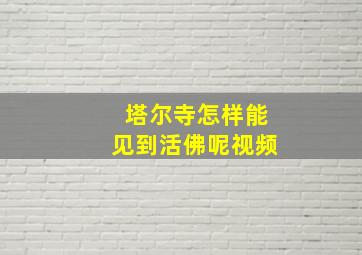 塔尔寺怎样能见到活佛呢视频