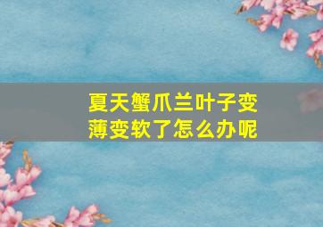 夏天蟹爪兰叶子变薄变软了怎么办呢