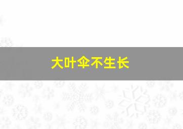 大叶伞不生长