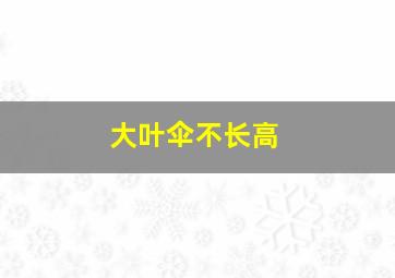 大叶伞不长高