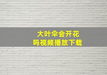 大叶伞会开花吗视频播放下载