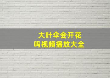 大叶伞会开花吗视频播放大全