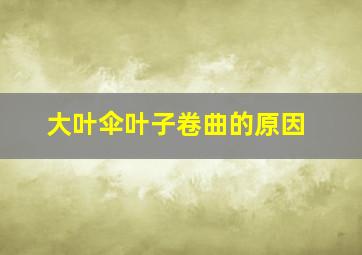 大叶伞叶子卷曲的原因