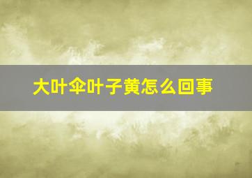 大叶伞叶子黄怎么回事