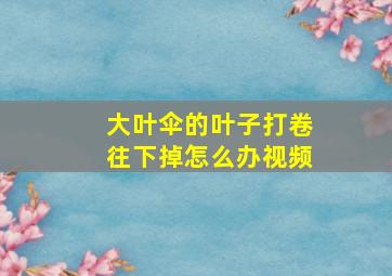 大叶伞的叶子打卷往下掉怎么办视频