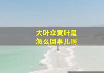 大叶伞黄叶是怎么回事儿啊