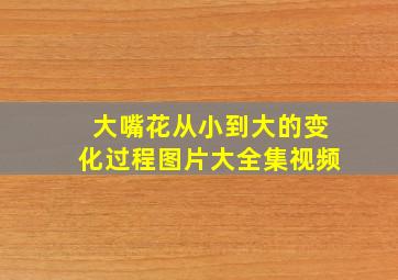 大嘴花从小到大的变化过程图片大全集视频