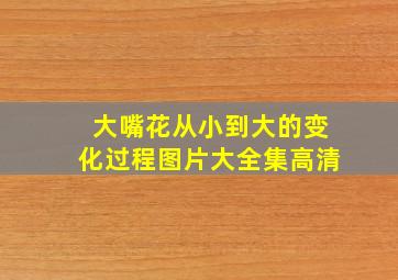 大嘴花从小到大的变化过程图片大全集高清