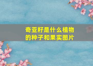 奇亚籽是什么植物的种子和果实图片