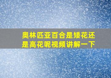 奥林匹亚百合是矮花还是高花呢视频讲解一下